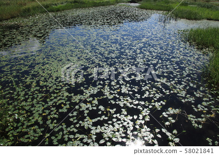 長野縣大町市內口市的水生植物中秋湖 長野縣大町市內口市的水生植物中秋湖 58021841