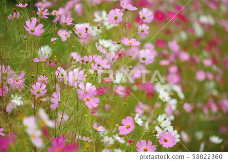 Cosmos in full bloom Cosmos in full bloom 58022360
