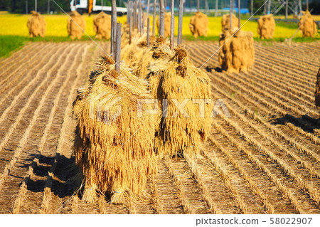 Dry rice straw on rice stake Dry rice straw on rice stake 58022907