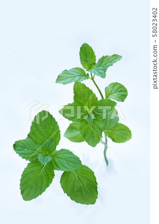 Mojito mint Mojito mint 58023402