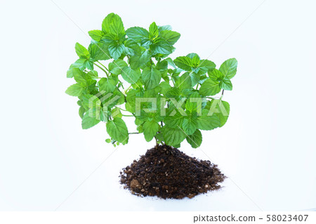 Mojito mint Mojito mint 58023407