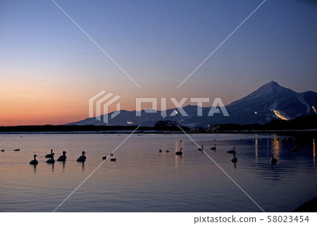 Swan in Lake Inawashiro Swan in Lake Inawashiro 58023454