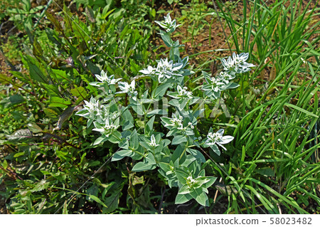 Hatsumi owl (First snow grass) 58023482