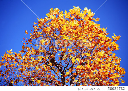 Yellow lily leaves in blue sky 58024782