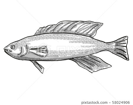Butterfish New Zealand Fish Cartoon Retro Drawing 58024906