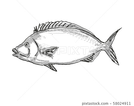 Porae New Zealand Fish Cartoon Retro Drawing 58024911