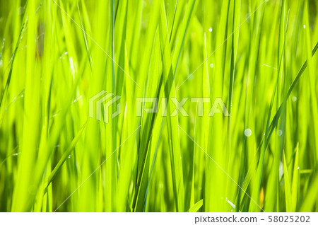 Closeup nature view of Green leaf in garden at 58025202