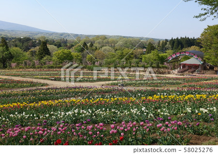 鬱金香公園盛開 58025276