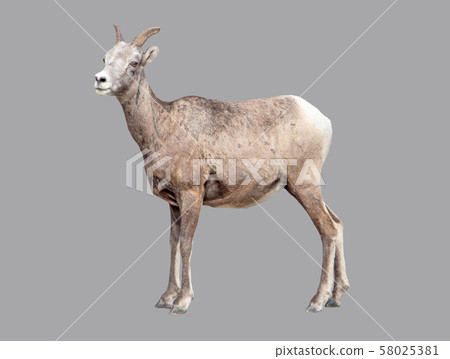 Mountain goat on an isolated background. Mountain goat on an isolated background. 58025381
