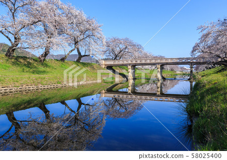 清晨排的櫻桃樹 58025400