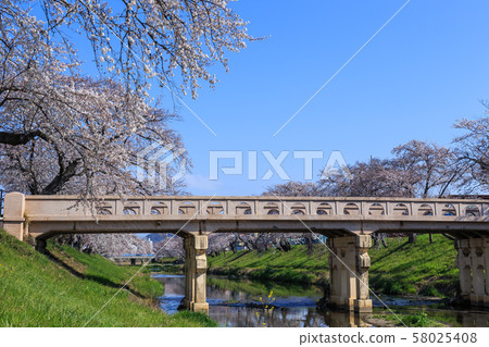 Early morning row of cherry trees Early morning row of cherry trees 58025408