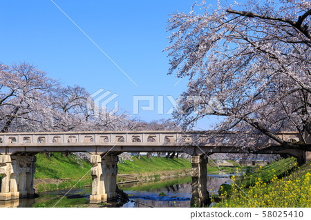 Early morning row of cherry trees Early morning row of cherry trees 58025410