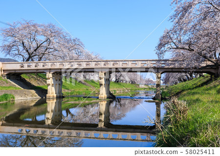 Early morning row of cherry trees Early morning row of cherry trees 58025411