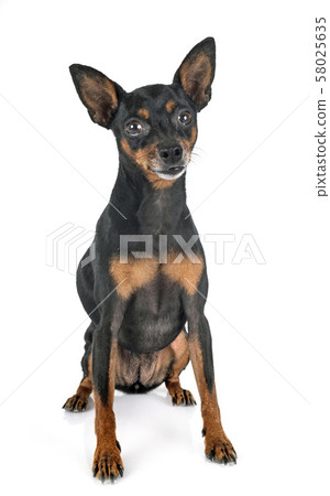 miniature pinscher in studio 58025635