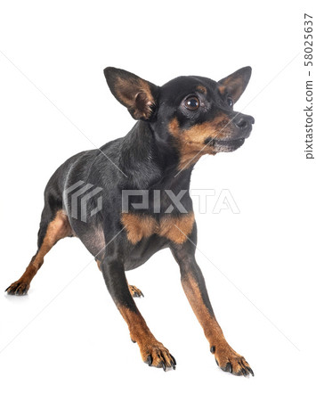 miniature pinscher in studio 58025637