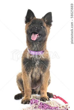 puppy tervueren dog in studio puppy tervueren dog in studio 58025669