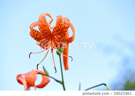 Oni百合 58025861