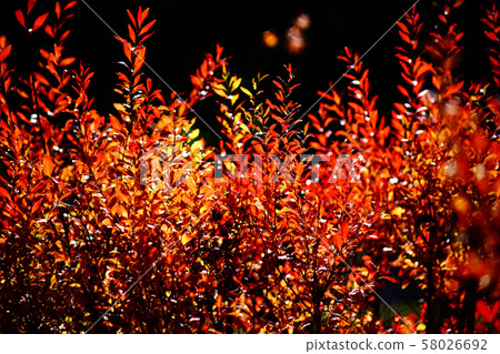 Autumn leaves of safflower Yukina 58026692