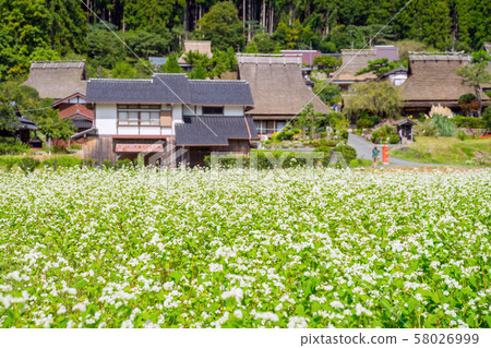 美山茅草花盛開 58026999