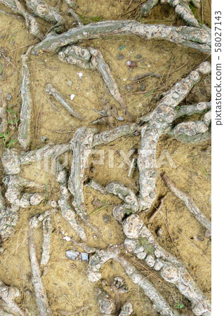 branching of roots in the earth of a tree 58027143