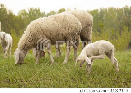 sheep grazing sheep in flock sheep grazing sheep in flock 58027144