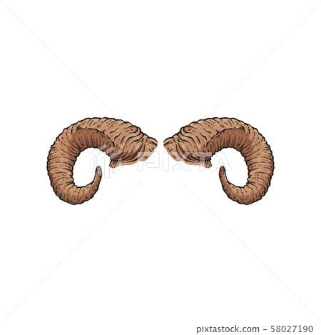 Dall sheep or goat horn drawing isolated on white background 58027190
