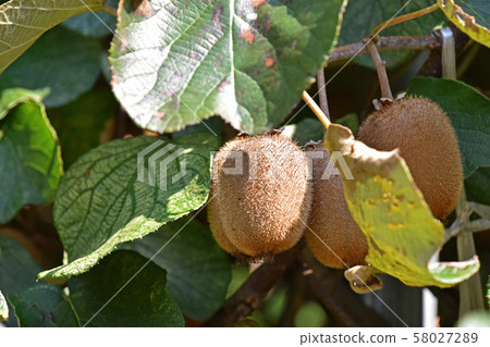 Kiwi fruit	 58027289