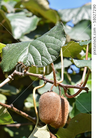 Kiwi fruit	 58027290