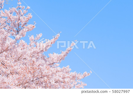 Cherry blossoms in full bloom and blue sky 58027997