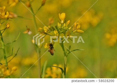 蜜蜂採花忙, 油菜花 蜜蜂採花忙, 油菜花 58028200