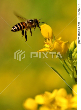 蜜蜂採花忙, 油菜花 蜜蜂採花忙, 油菜花 58028203