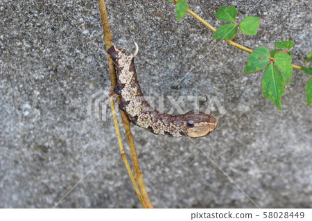 Velvet squirrel larva 58028449
