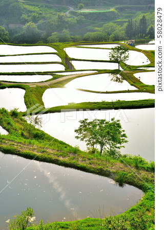 Rice terrace of Yamakoshi, Niigata Prefecture Rice terrace of Yamakoshi, Niigata Prefecture 58028479