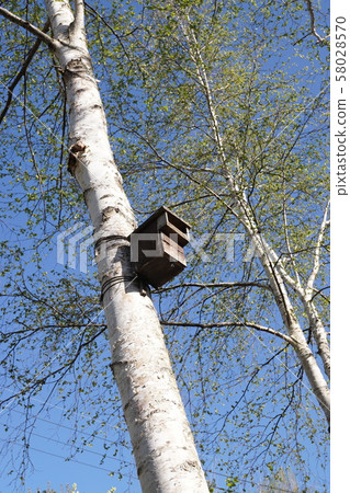 Birch and hives Birch and hives 58028570