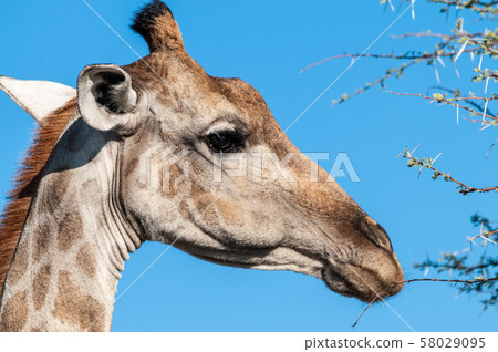 Closeup of a Giraffe Head Closeup of a Giraffe Head 58029095