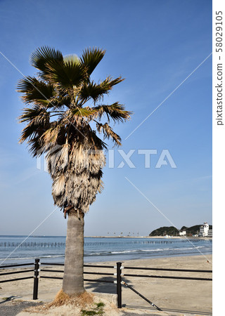 內海海灘和棕櫚樹 內海海灘和棕櫚樹 58029105