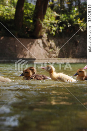 Baliken chicks swimming in a pond 58029116