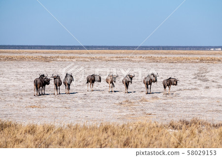 Wildebeest on the plains of Etosha National Park Wildebeest on the plains of Etosha National Park 58029153