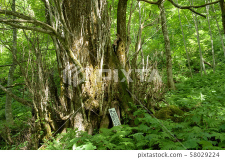 大桂山形縣淀川村 大桂山形縣淀川村 58029224