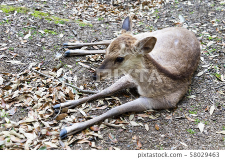 奈良公園的鹿 奈良公園的鹿 58029463