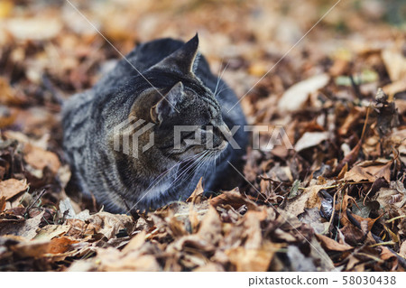 portrait of a street cat 58030438