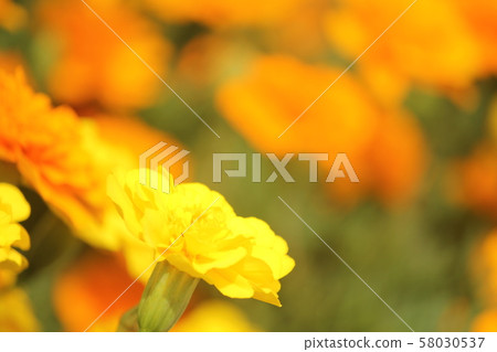 Marigold Marigold 58030537