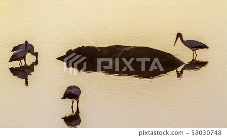Hippopotamus in Kruger National park, South Africa 58030748