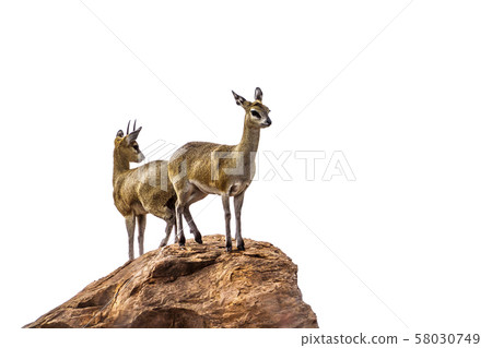 Klipspringer in Kruger National park, South Africa Klipspringer in Kruger National park, South Africa 58030749