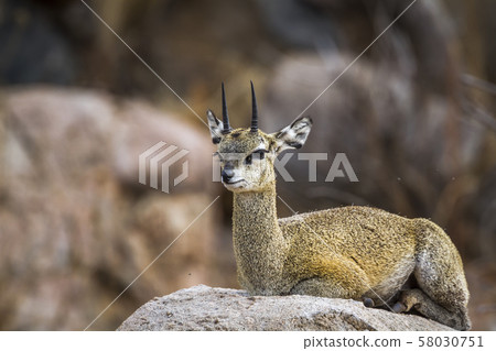 in Kruger National park, South Africa 58030751