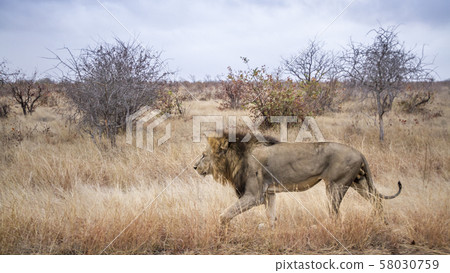 African lion in Kruger National park, South Africa 58030759
