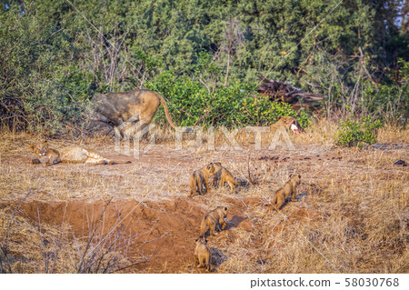 African lion in Kruger National park, South Africa 58030768