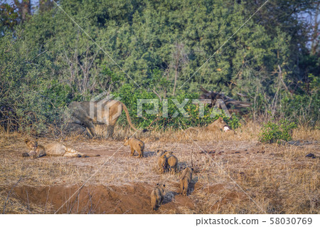 African lion in Kruger National park, South Africa 58030769