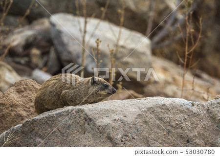 Rock hyrax in Kruger National park, South Africa 58030780