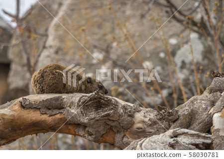 Rock hyrax in Kruger National park, South Africa 58030781